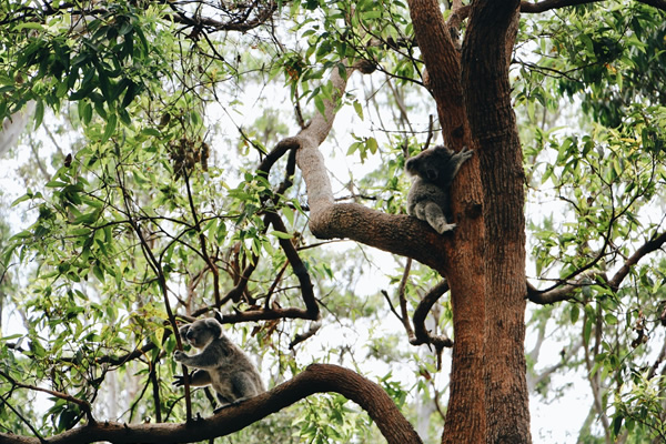 koala habitat